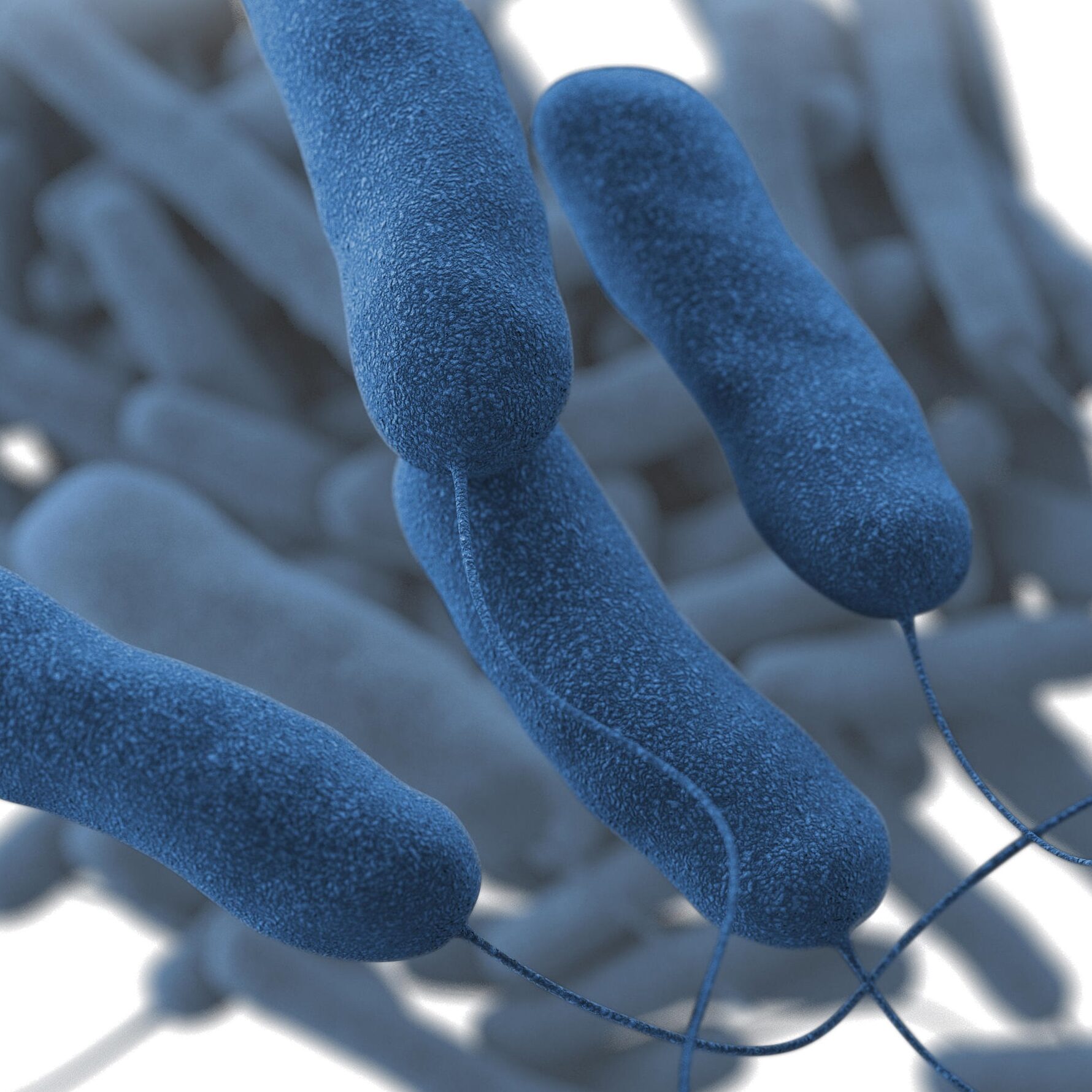Legionella bacteria pic. 29.05